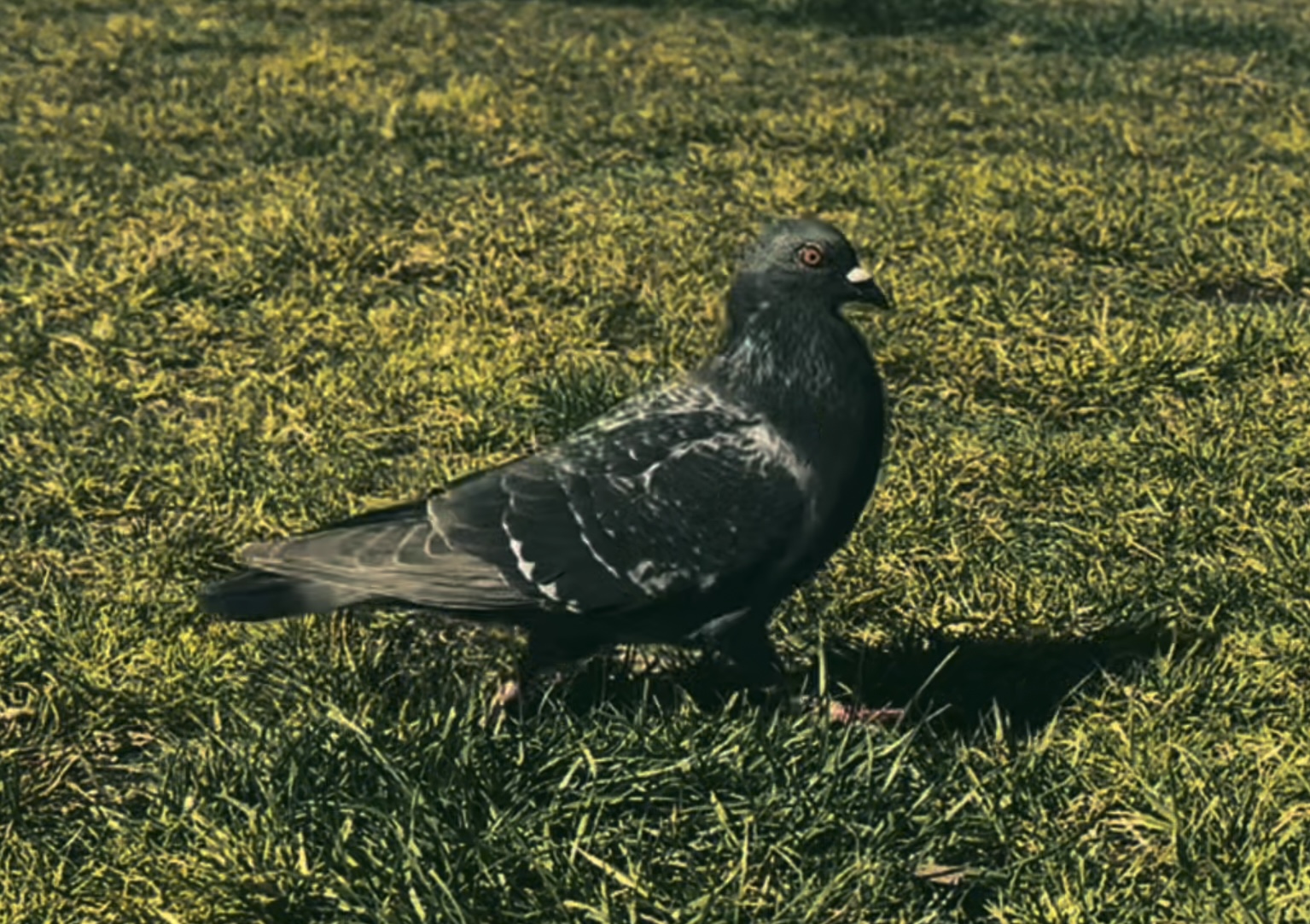 Le Pigeon